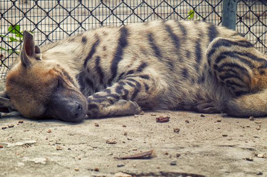 Detail of a young hyena sleeping on a zoo