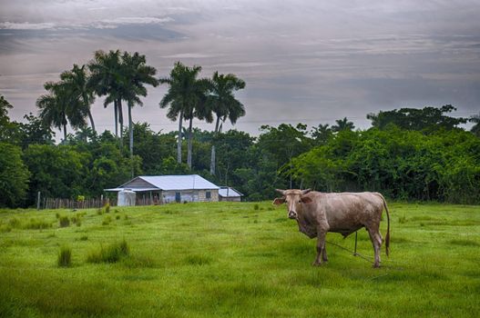 Cuban countryside landscape with cattle and hut, taken in Pinar del Rio, Cuba