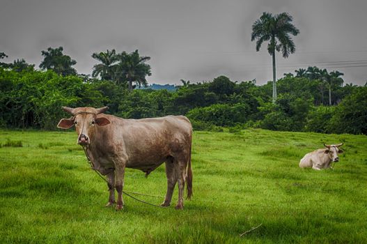 Cuban countryside landscape with cattlet, taken in Pinar del Rio, Cub