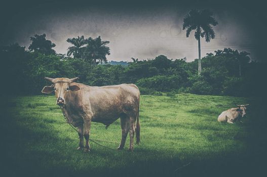 Cuban countryside landscape with cattlet, taken in Pinar del Rio, Cuba