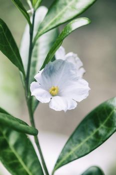 Macro detail of delicate white tropical flower
