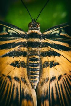 Macro detail of a eastern tiger swallowtail butterfly