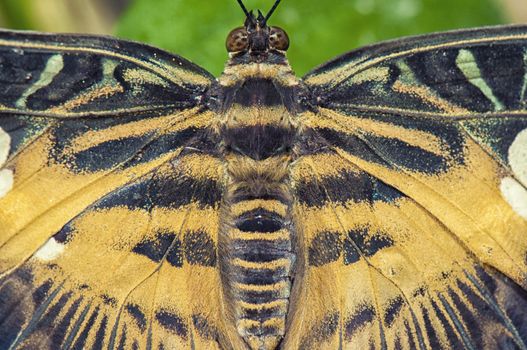 Macro detail of a eastern tiger swallowtail butterfly