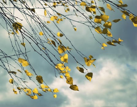abstract retro background Autumn still life with yellow birch leaves