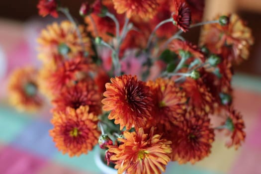 Beautiful bouquet of chrysanthemums in red colors