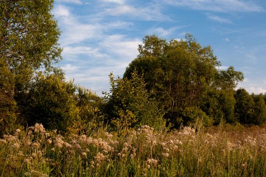 Summer landscape with meadow and green trees
