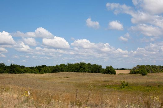 Summer landscape with green trees
