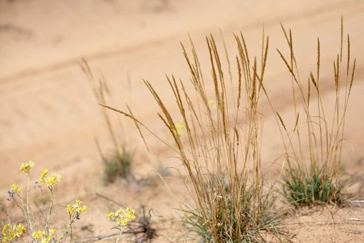 Yellow flowers and spicas on sand background
