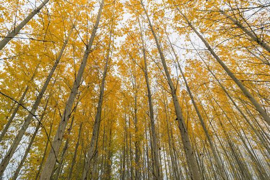 Poplar Tree Grove Canopy in Oregon during Fall