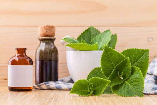 Country Borage,Indian Borage,Coleus amboinicus Lour with white mortar and essential extract oil on wooden background.