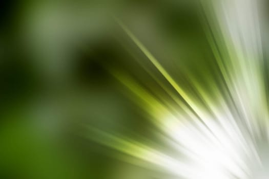 abstract natural blur background, defocused leaves, bokeh, nature background