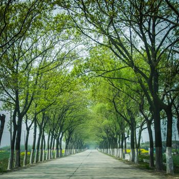 tree natural tunnel on concrete road in countryside of China