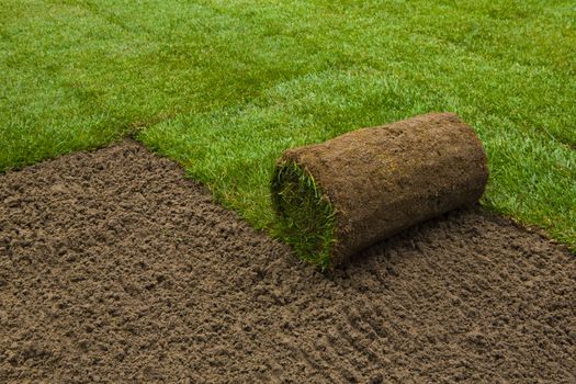 Gardener applying turf rolls in the backyard