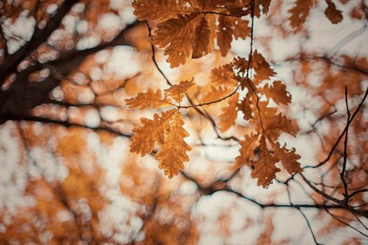 autumn oak tree leaves background