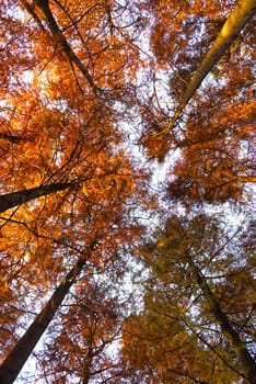 Autumn colors at the park in a buautiful day of november, Varese