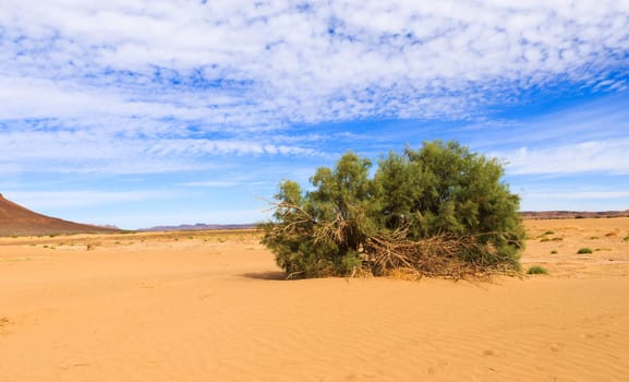 on the background of blue sky green shrub in the Sahara desert