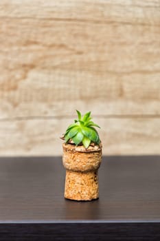 Small sempervivum plant putted in cork - up cycling idea