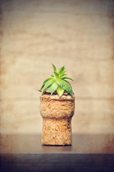 Small sempervivum plant putted in cork - up cycling idea