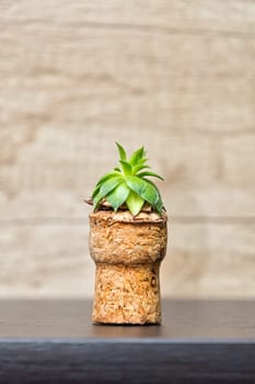 Small sempervivum plant putted in cork - up cycling idea