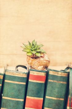 Succulent plant in a snail shell putted on top of the books