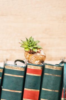 Succulent plant in a snail shell putted on top of the books