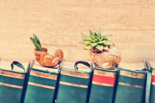 Succulent plants in snail shells putted on top of the books