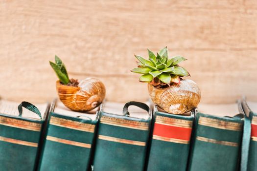 Succulent plants in snail shells putted on top of the books