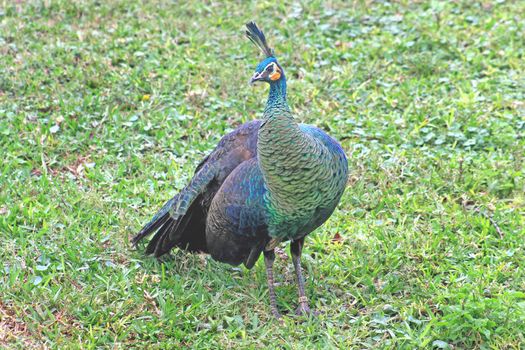 A peacock walking along the grass with its tail down