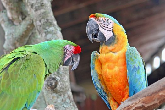 2 parrots, macaws, perched on a tree