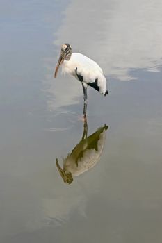 A Wood Stork standing in a lake