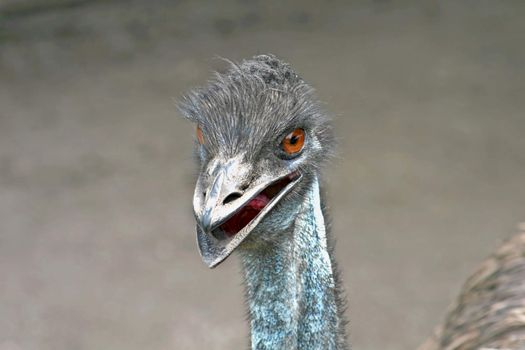 The head and neck of an emu