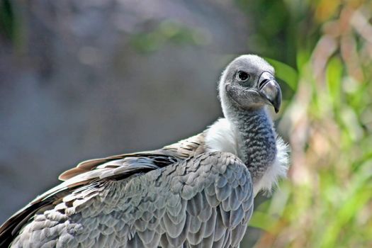 A white-backed vulture, Gyps africanus, showing head and body