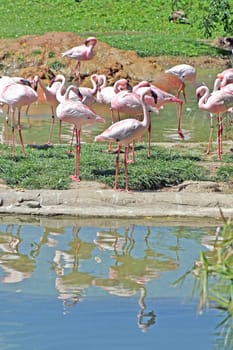 A group of flamingos with their reflection in the water