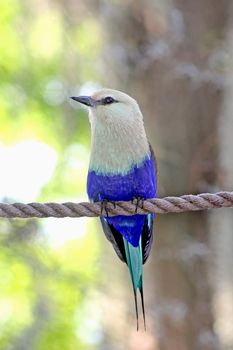 A bird with blue and white feathers perched on a rope