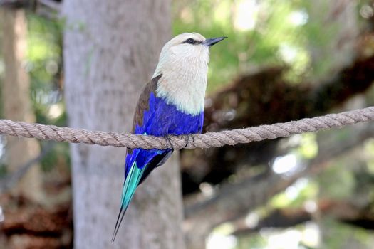 A bird with white and blue feathers perched on a rope