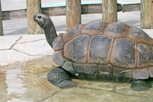 A large tortoise sitting on tile with water