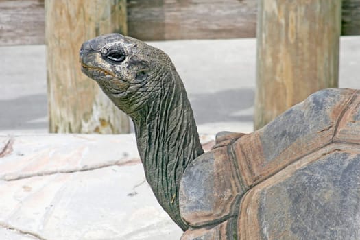 The head and shell of a tortoise