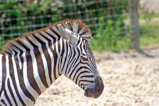 The head and neck of a zebra