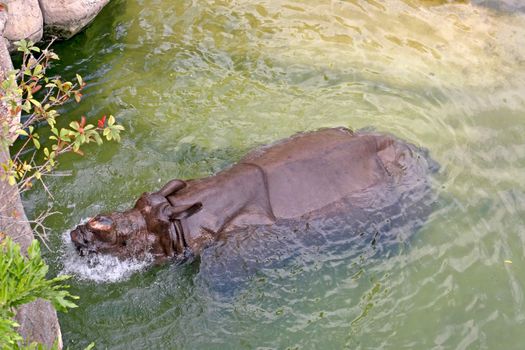 A rhino swimming through the water of a pond