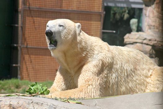 A Polar Bear laying down and resting