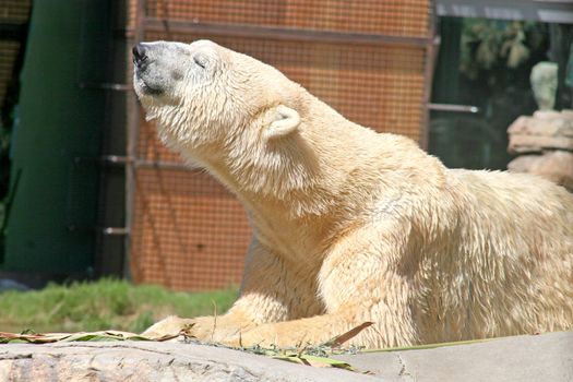 A Polar Bear laying down and resting