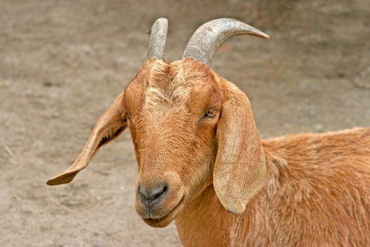 A brown goat with horns and floppy ears