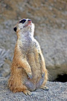 A meerkat standing on dirt and looking up
