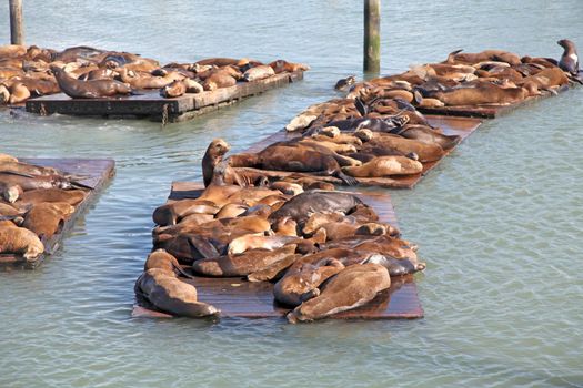 A group of sealions sitting on pontoons