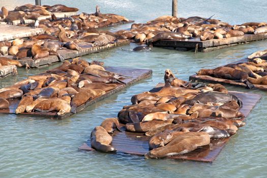 A group of sealions sitting on pontoons