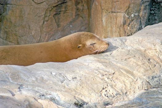 A sealion which is asleep on a rock