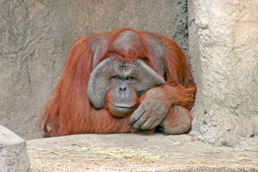 A large orangutan sitting on the rocks