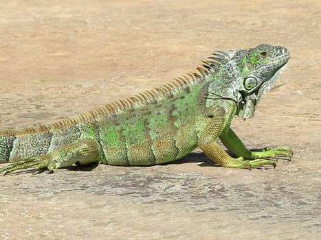 A green iguana on the concrete ground