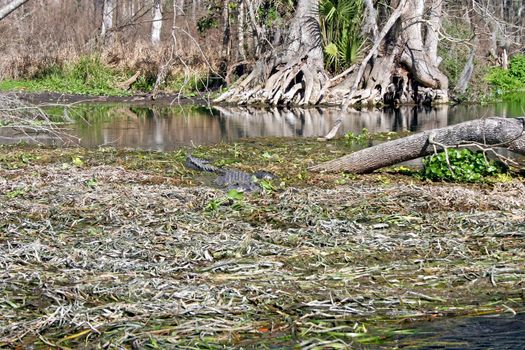 An alligator swimming through the waters of a swamp