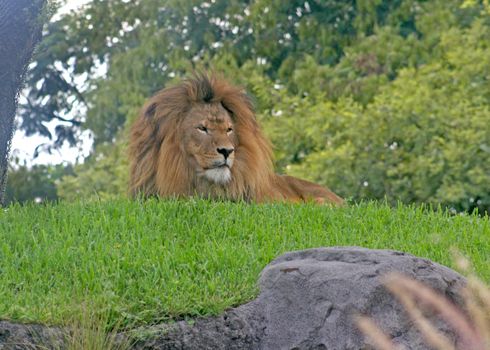 A lion sitting on the grass on top of a hill